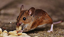 24 Hour & Emergency Exterminators in Big Chimney, WV